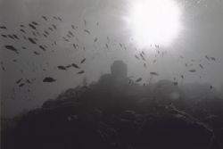 Wide angle reefscape in black and white. Taken in St. Luc... by Matthew Shanley 